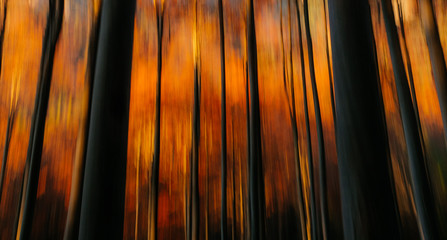 Beech forest
