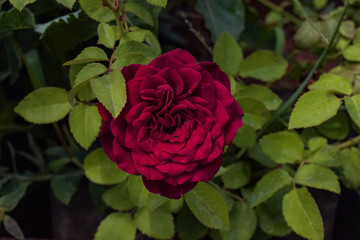 red rose in garden