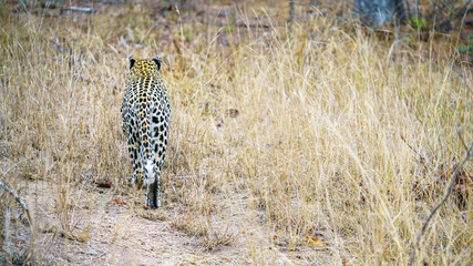 leopard in kruger national park, mpumalanga, south africa 45