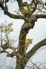 leopard in kruger national park, mpumalanga, south africa 51