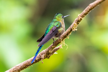 Fototapeta premium Hummingbird(Trochilidae)Flying gems ecuador costa rica panama