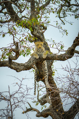 leopard in kruger national park, mpumalanga, south africa 67
