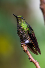 Hummingbird(Trochilidae)Flying gems ecuador costa rica panama