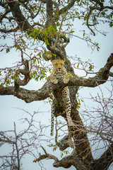 Fototapeta na wymiar leopard in kruger national park, mpumalanga, south africa 68