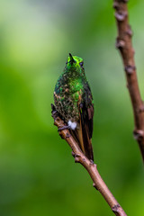 Hummingbird(Trochilidae)Flying gems ecuador costa rica panama