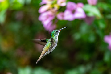 Obraz na płótnie Canvas Hummingbird(Trochilidae)Flying gems ecuador costa rica panama