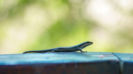 lizard in kruger national park, mpumalanga, south africa 5
