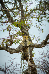 Fototapeta na wymiar leopard in kruger national park, mpumalanga, south africa 69