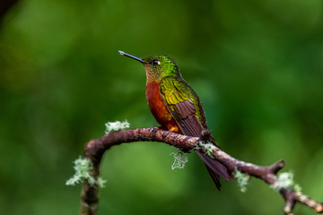 Hummingbird(Trochilidae)Flying gems ecuador costa rica panama