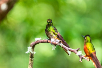 Hummingbird(Trochilidae)Flying gems ecuador costa rica panama