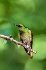 Fototapeta na wymiar Hummingbird(Trochilidae)Flying gems ecuador costa rica panama