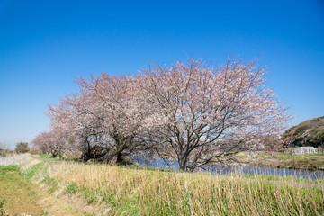 満開の桜