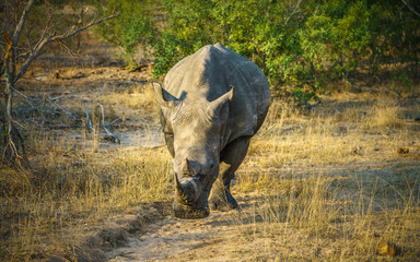 white rhino in kruger national park, mpumalanga, south africa 25