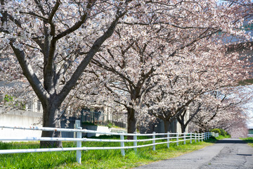 満開の桜