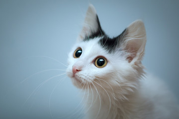 Fototapeta premium Portrait of a white kitten with a lush mustache and black spot between pink ears on a gray background.