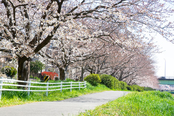 満開の桜