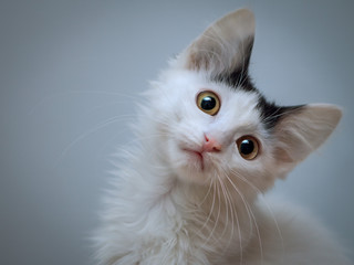 A white kitten with a black stain between the ears was interested in bending his head. He has yellow-green eyes and white thick mustache.