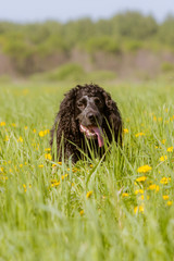 Fototapeta premium Black dog with long curly ears of a spaniel breed smiling in a field of green grass and yellow dandelions against a background of shrubs