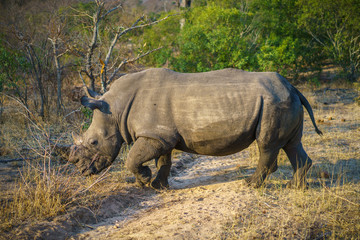 white rhino in kruger national park, mpumalanga, south africa 39