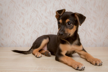 A small black-and-red puppy with long paws and hanging ears lies on the table on the background of beige wallpaper.