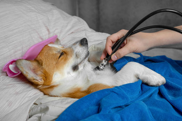 sick red and white corgi dog, sleeping in bed with high fever temperature, ice bag on head, covered...