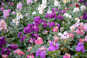 flowers in the garden