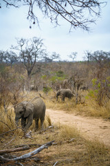 Fototapeta premium elephants in kruger national park, mpumalanga, south africa