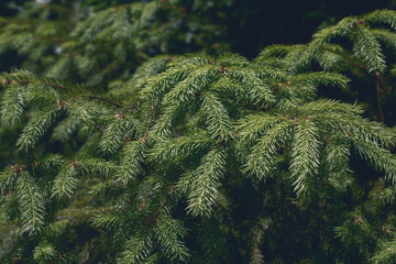 fir branches textured background, film effect