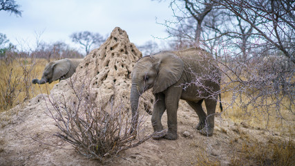 elephants in kruger national park, mpumalanga, south africa