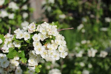 white flowers of a tree in spring