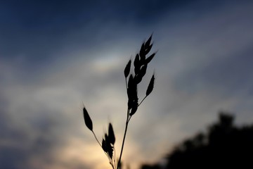silhouette of corns