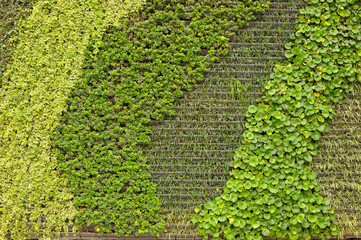 Floral green wall, urban architecture respecting nature.