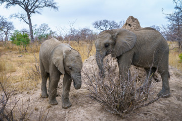 elephants in kruger national park, mpumalanga, south africa