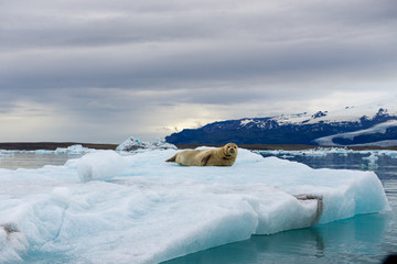 Seal resting on floating iceberg in a glacier lagoon with mountains and icebergs on the background - Powered by Adobe