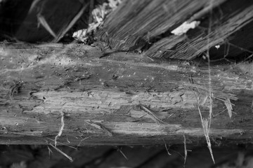 ein Holzwurm in einen alten Gebälk in monochrom