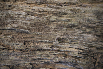 Beautiful brown wood surface