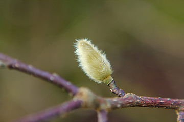 Spring background with pussy-willow branches with catkins
