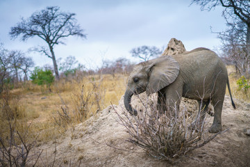 elephants in kruger national park, mpumalanga, south africa