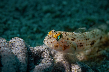Sand Goby, Sand Grundel (Heteroplopomus barbatus)