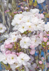 Cherry flowers