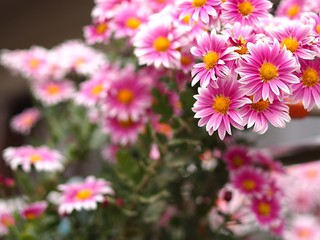 小菊の花