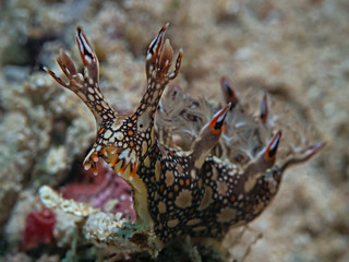 Eel Bornella, Dendronotid Nudibranchs, Mosaikschnecke (Bornella anguilla)