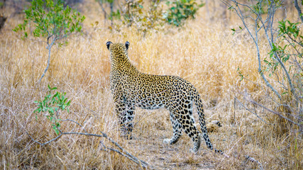 leopard in kruger national park, mpumalanga, south africa 3