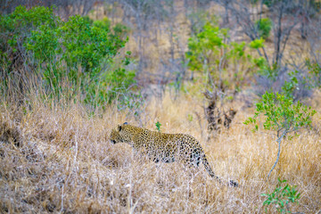 leopard in kruger national park, mpumalanga, south africa 8