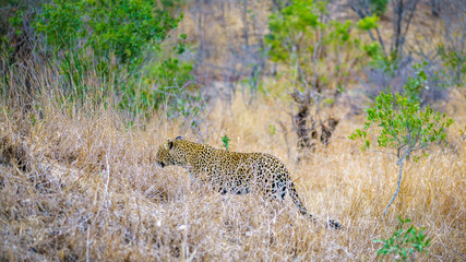 leopard in kruger national park, mpumalanga, south africa 9
