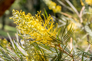 Closeup of a yellow grevillea flower with a blurred green background