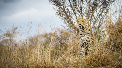 leopard in kruger national park, mpumalanga, south africa 33