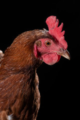 close up of brown rooster head