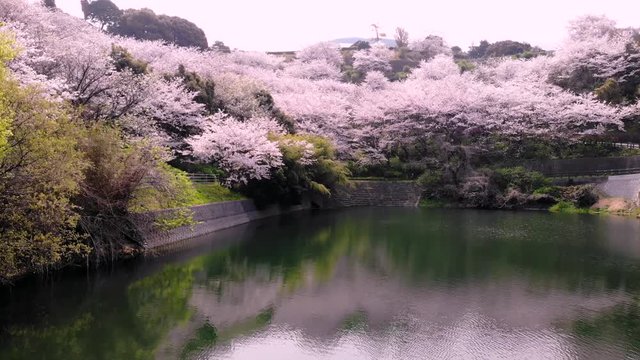 ふたみ潮風ふれあい公園の桜をドローンで空撮