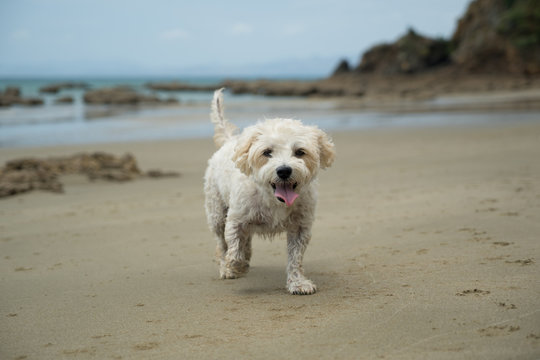 Cute cavachon dog on a beach.